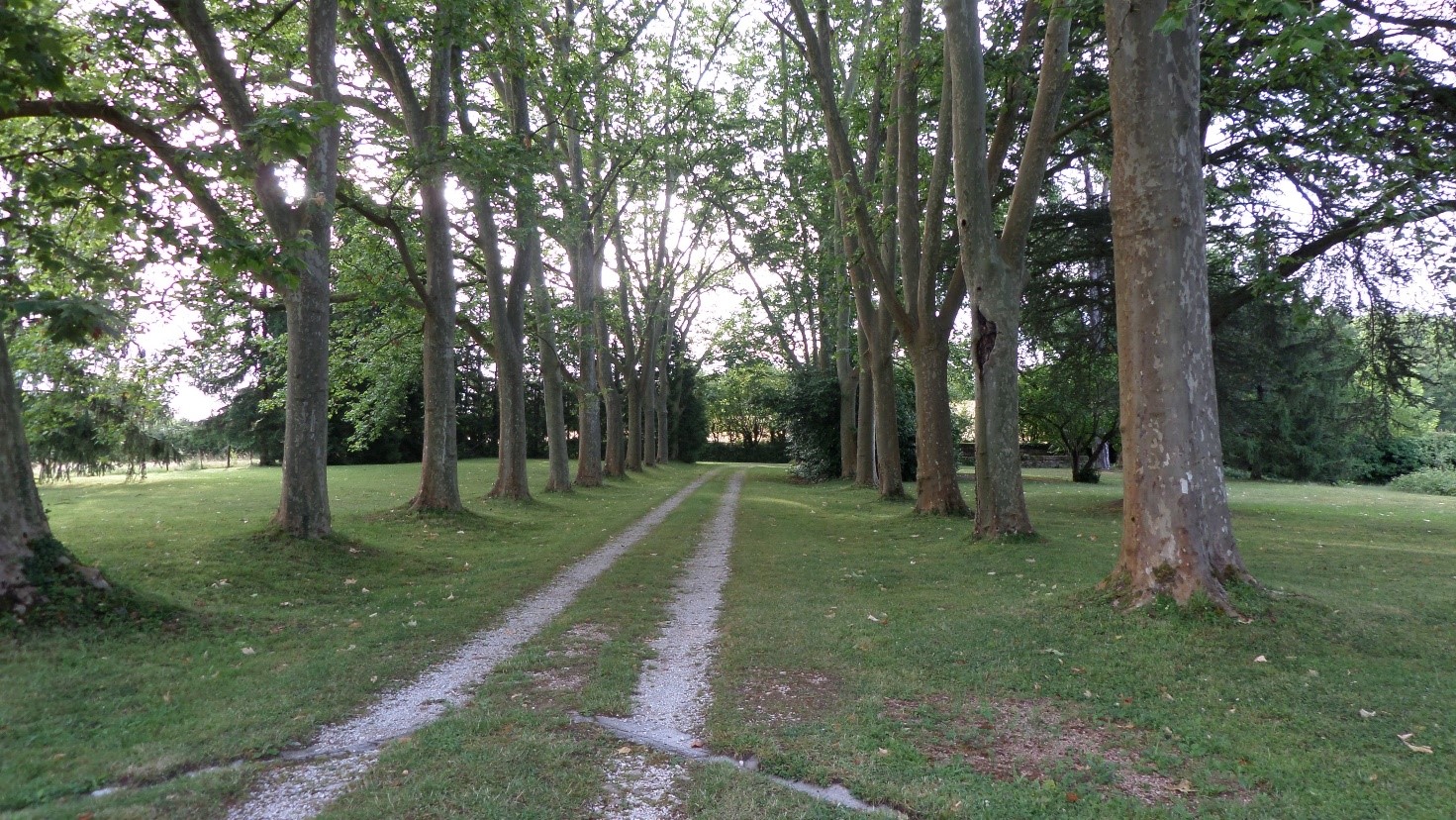Allée de platanes, Est, orientation Est